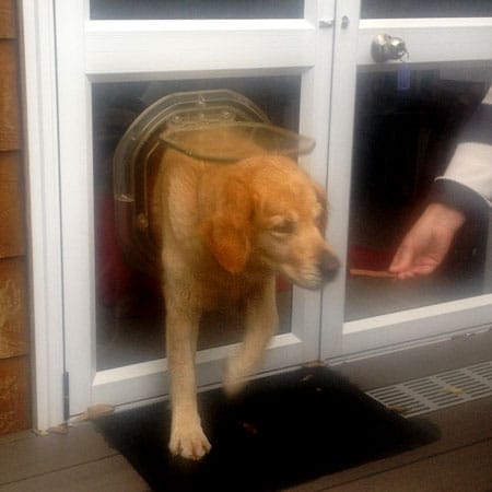 Caroline Campbell of Waterview teaches her 40kg dog Vida how to use the DogWalk door.