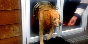 Standard dog door